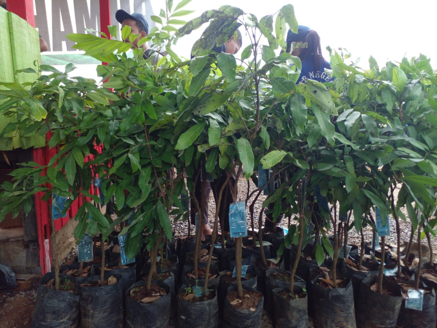 FCPF-CF 2024: Pengadaan Bibit Untuk Mendukung Restorasi Lingkungan 